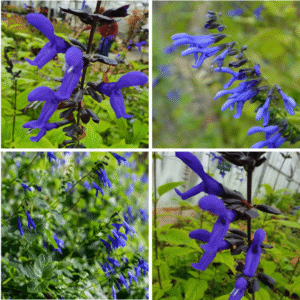 Salvia Varieties: guaranitica
