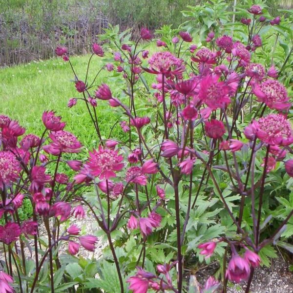 astrantia ruby star 1 compress