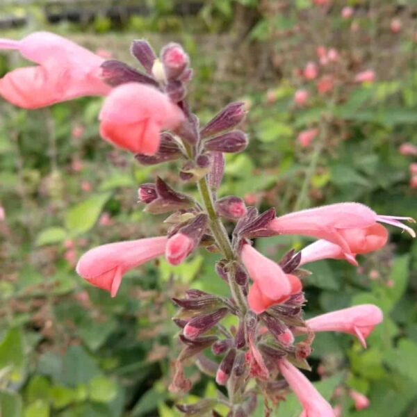 salvia brenthurst 1