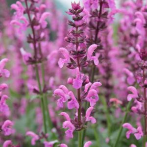 salvia nemorosa pink friesland 1 compress