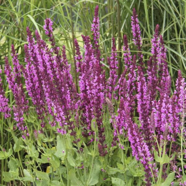 salvia nemorosa pink friesland 2 compress