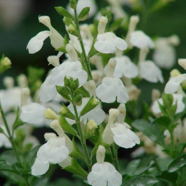 salvia microphylla glacier1 1 compress