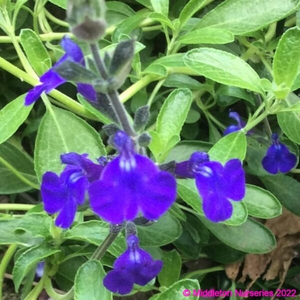 Salvia greggii ‘Blue Note 4 compress
