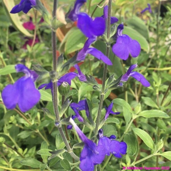 Salvia greggii ‘Blue Note 3 compress