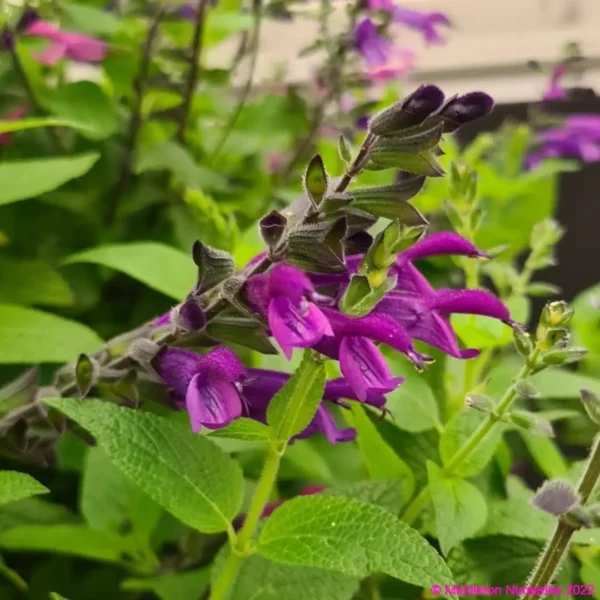 Salvia Amigo compress