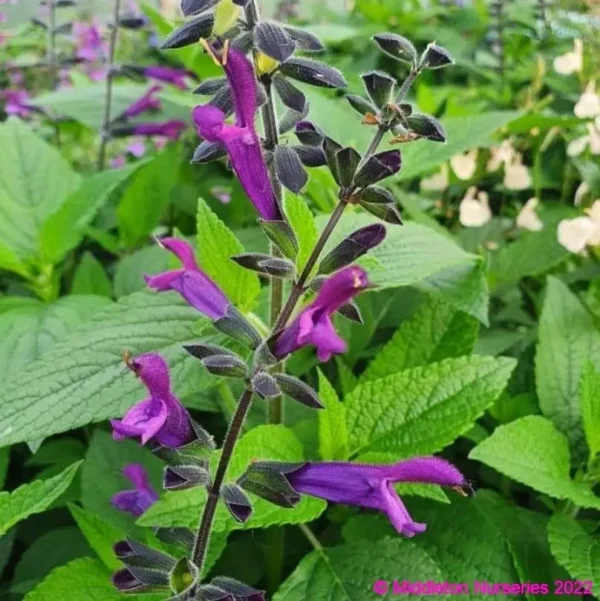 Salvia Amigo1 compress