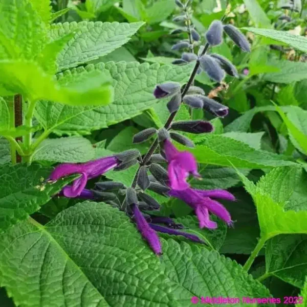 Salvia Amigo3 compress
