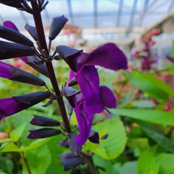 Salvia Amigo5 scaled