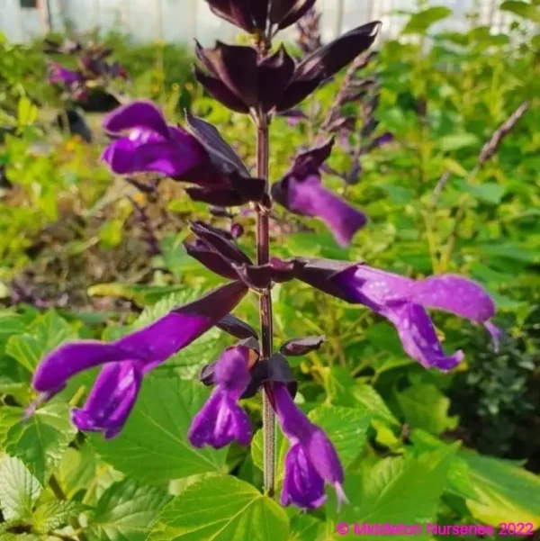 Salvia 'Amistad'
