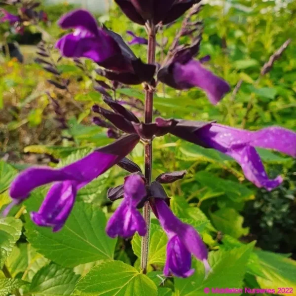 Salvia Amistad 2 1 compress compress