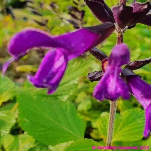 Salvia Amistad 4 1 compress compress
