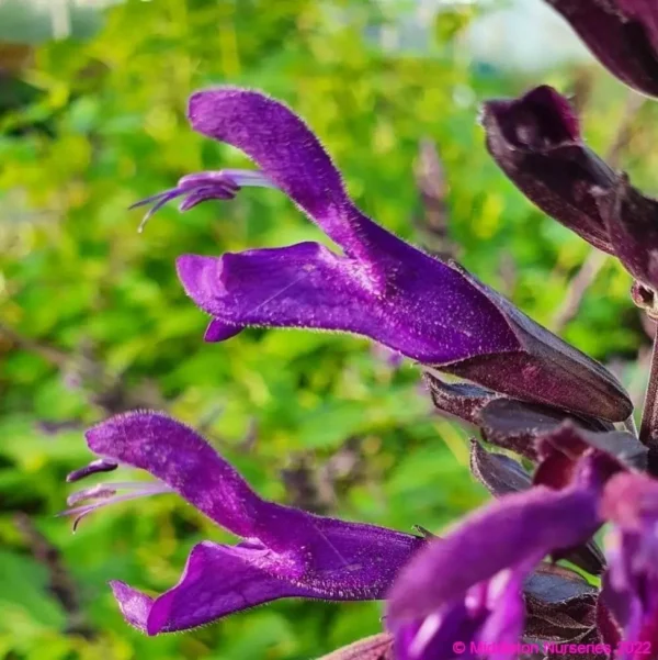 Salvia Amistad 5 1 compress compress