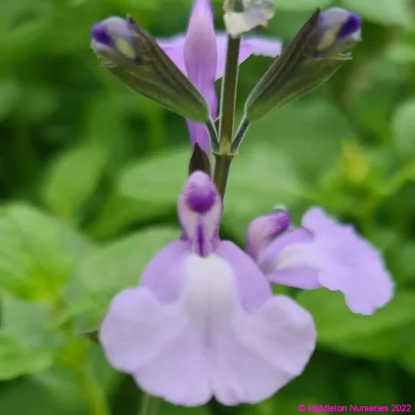 Salvia Blue Merced 1 compress