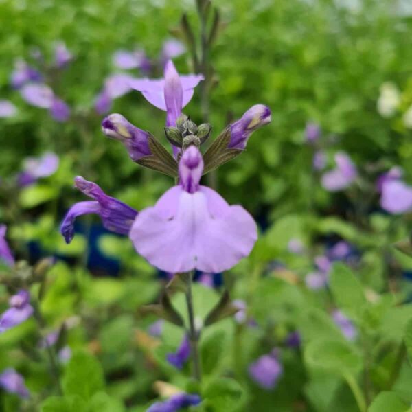 Salvia Blue Merced 2 1 scaled