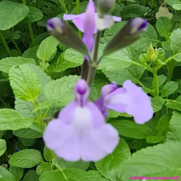 Salvia Blue Merced 3 1 compress