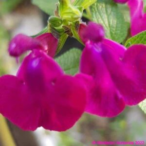 Salvia Cherry Pie 1 1 compress compress