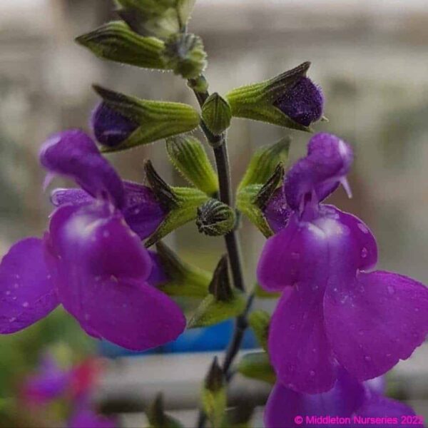Salvia Christine Yeo 2 1 compress compress