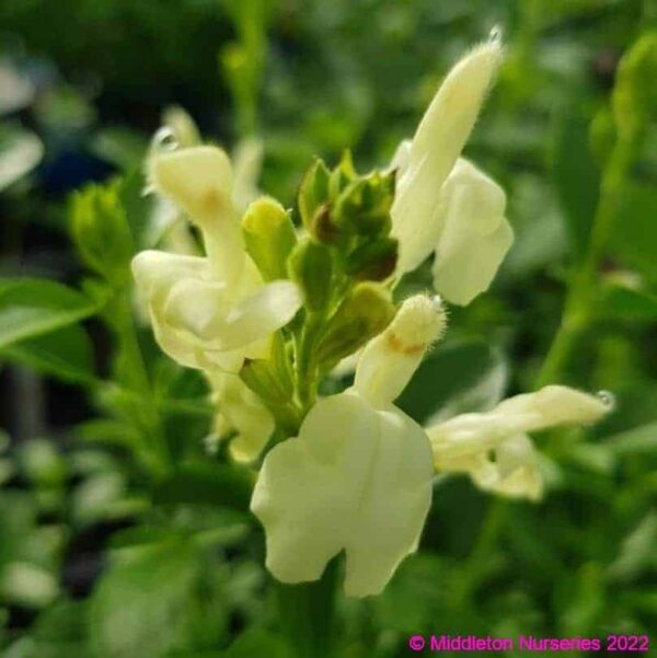 Salvia Clotted Cream 2 1 compress compress