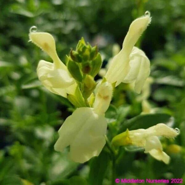 Salvia Clotted Cream 3 1 compress compress