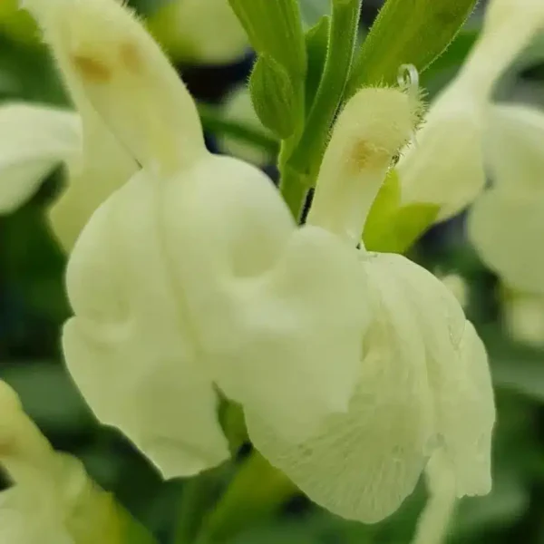 Salvia Clotted Cream 4 1 compress compress e1643024806987