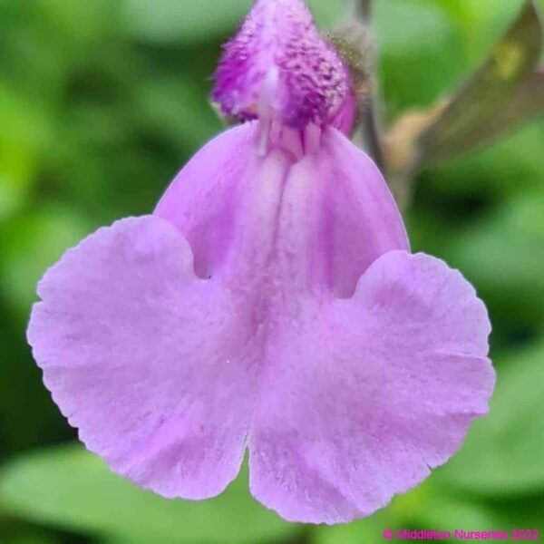 Salvia Cool Violet 1 compress