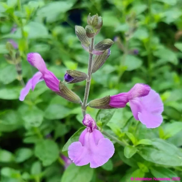 Salvia Cool Violet 2 compress