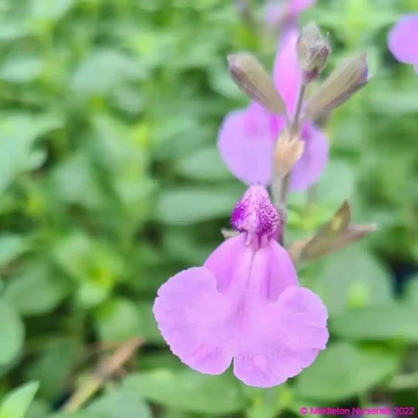 Salvia Cool Violet 3 compress