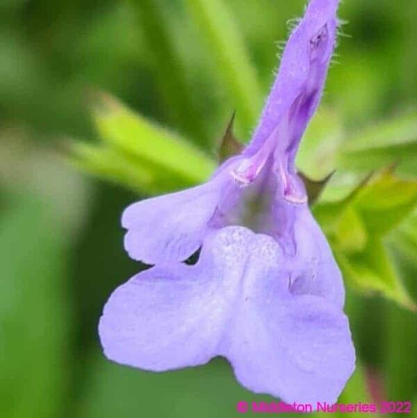 Salvia ‘African Sky 1 compress