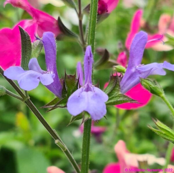 Salvia ‘African Sky 2 compress