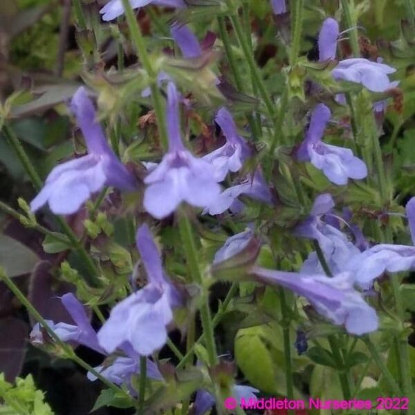 Salvia ‘African Sky 3 compress