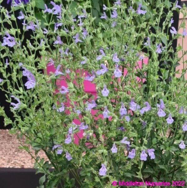 Salvia ‘African Sky 4 compress
