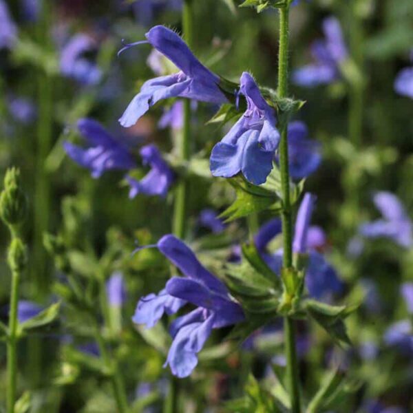 Salvia ‘African Sky 5