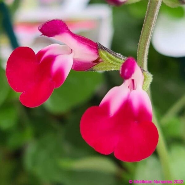 Salvia ‘Cherry Lips 1 compress