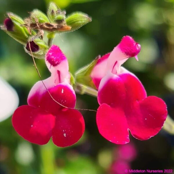 Salvia ‘Cherry Lips 2 compress