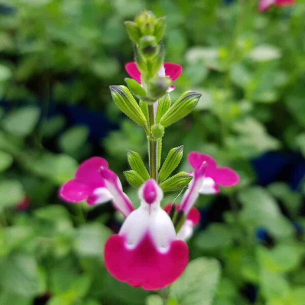 Salvia ‘Cherry Lips 3 1 scaled