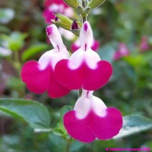 Salvia ‘Cherry Lips 3 compress