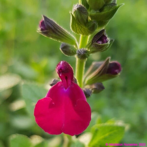 Salvia ‘Cherry Pie 1 compress