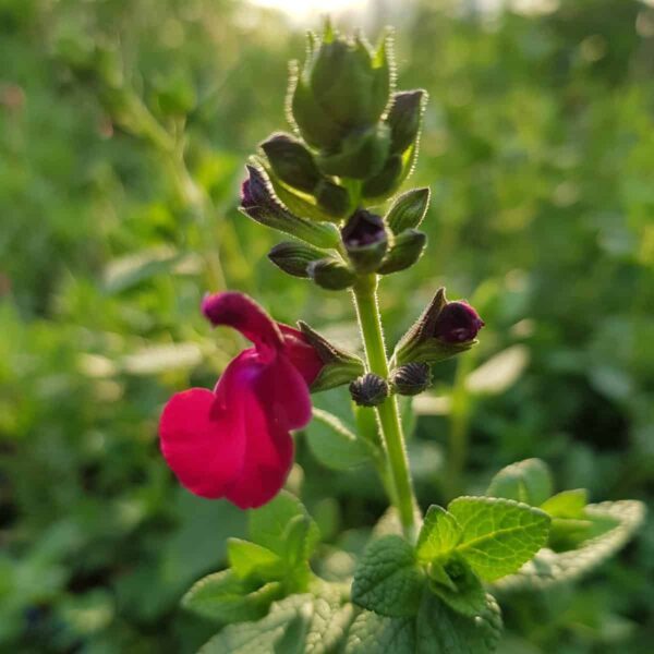 Salvia ‘Cherry Pie 2 scaled