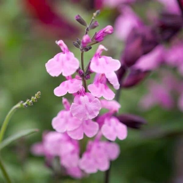 Salvia ‘Krystle Pink 2