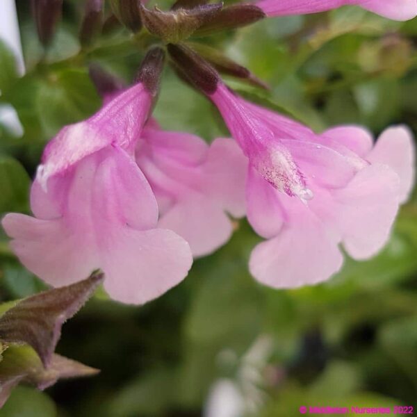 Salvia ‘Krystle Pink 3 compress