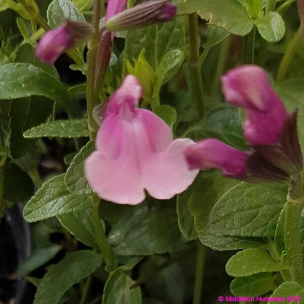 Salvia ‘Krystle Pink 4 compress