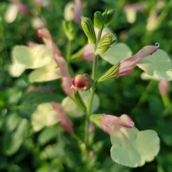 Salvia ‘La Mancha 4 scaled