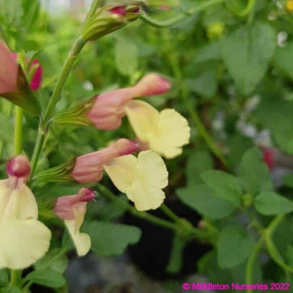 Salvia ‘La Mancha 5 compress
