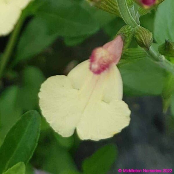 Salvia ‘La Mancha 6 compress