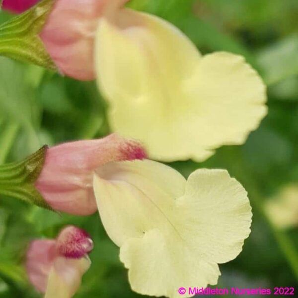 Salvia ‘La Mancha 7 compress