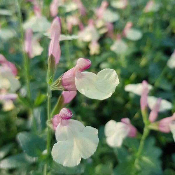 Salvia ‘La Mancha 8 scaled