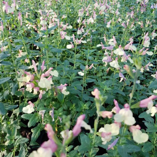 Salvia ‘La Mancha 9 scaled
