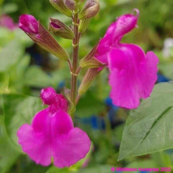 Salvia ‘Lalarsha 2 compress