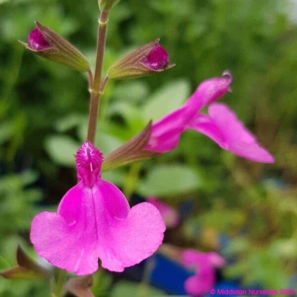 Salvia ‘Lalarsha 3 compress
