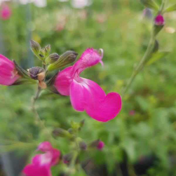 Salvia ‘Lalarsha 4 scaled